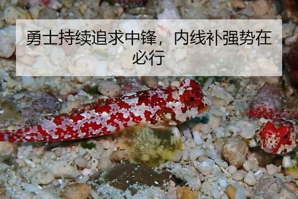 勇士持续追求中锋，内线补强势在必行